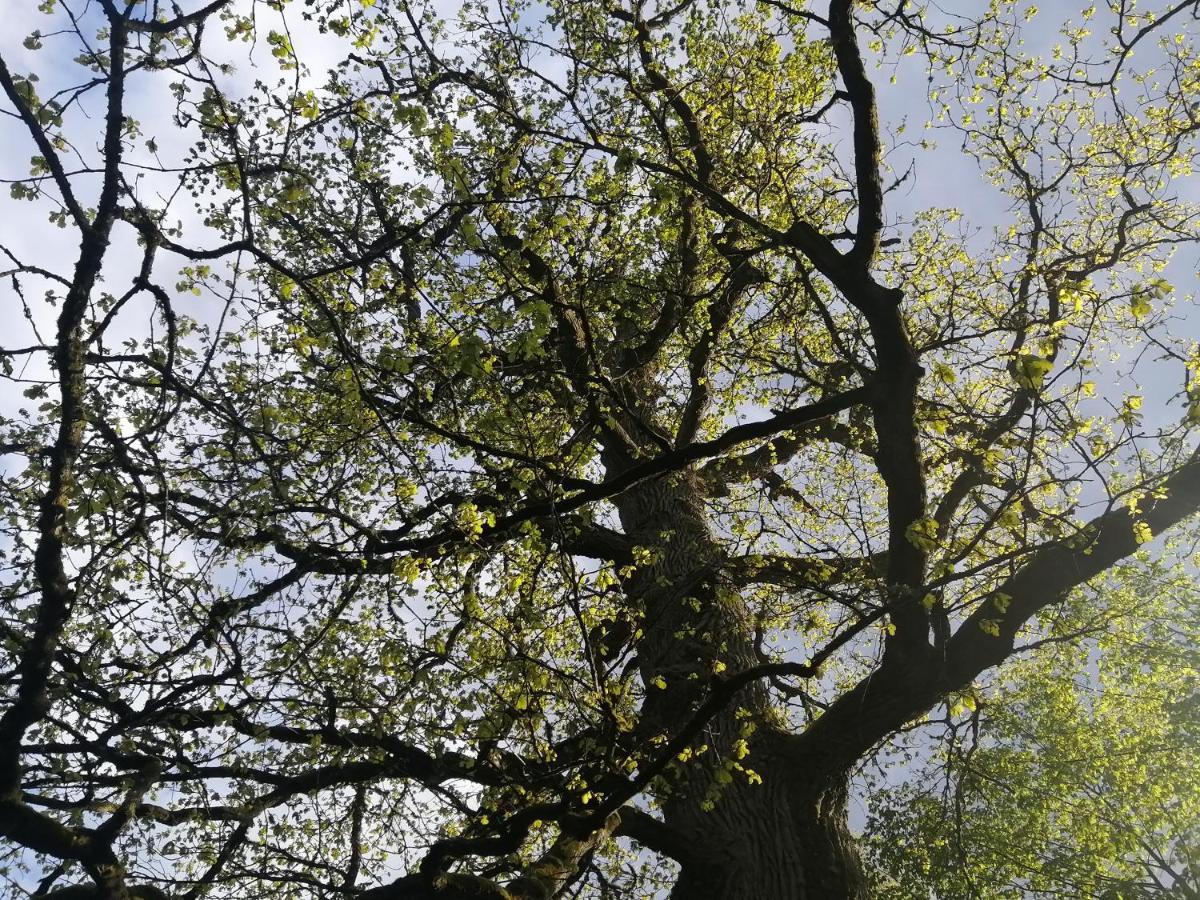 Ostoja Bialowieza Exterior foto
